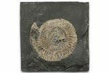 Dactylioceras Ammonite Fossil - Posidonia Shale, Germany #358351-1
